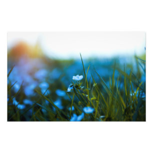 Lente bloemen in het veld foto afdruk