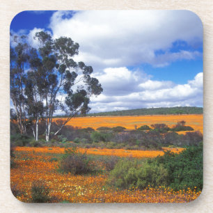 Lente bloemen in Namaqualand, Zuid-Afrika Drankjes Onderzetter