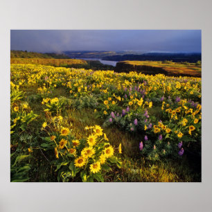Lente bloemen in overvloed bij de Tom Poster