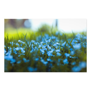 Lente bloemen op het veld foto afdruk