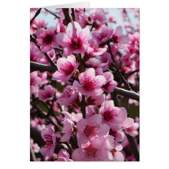 Lente bloesems (Voorkant)