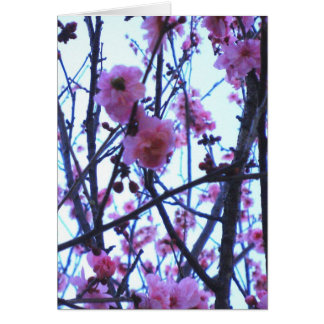Lente bloesems