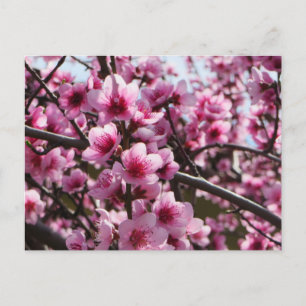 Lente bloesems briefkaart