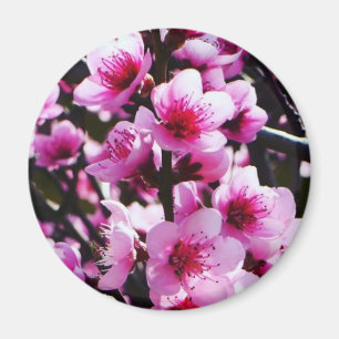 Lente bloesems magneet