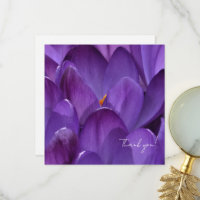Lente Crocus Bloem Fotografie