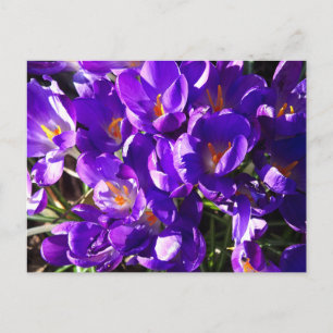 LENTE CROCUS BRIEFKAART