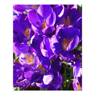 LENTE CROCUS FOTO AFDRUK