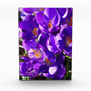 LENTE CROCUS FOTOBLOKKEN