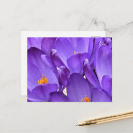 Lente Crocus Fotografie Briefkaart