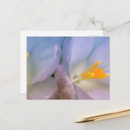 Lente Crocus Fotografie Briefkaart