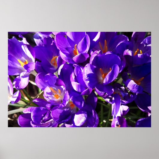 LENTE CROCUS POSTER (Voorkant)