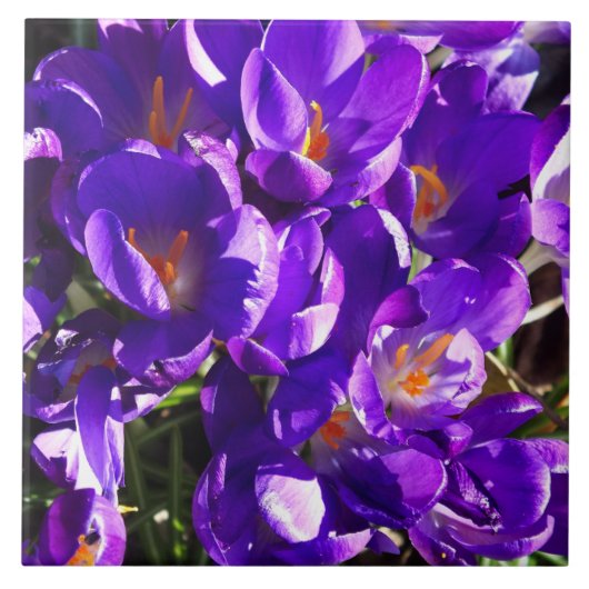 LENTE CROCUS TEGELTJE (Voorkant)