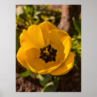 Lente Gele Tulp Macro Poster