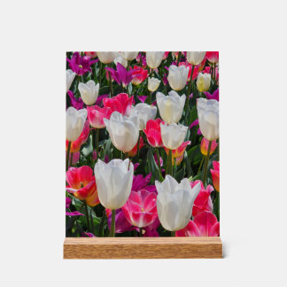 Lente in bloei acryl bord