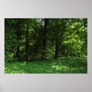 Lente in de Bossen 02 Poster