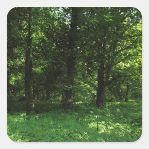 Lente in de Bossen 02 Vierkante Sticker