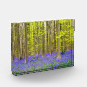 Lente in het blauw bos fotoblokken (Links)