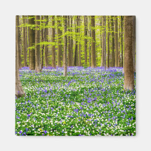 Lente in het Blauwe Woud Magneet