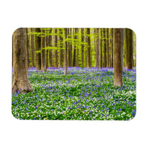 Lente in het Blauwe Woud Magneet