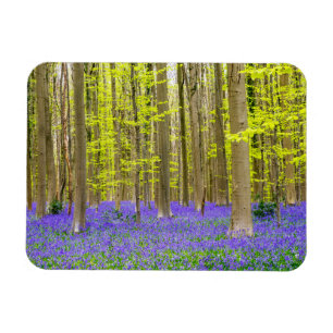Lente in het Blauwe Woud Magneet