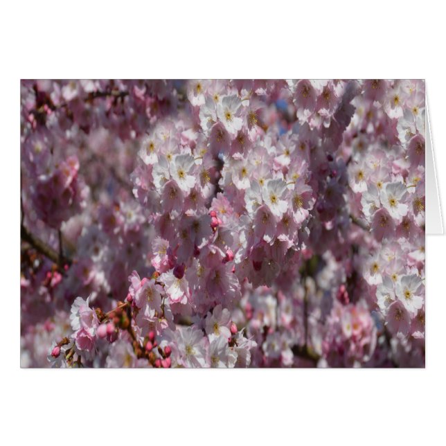 Lente in roze (Voorkant Horizontaal)