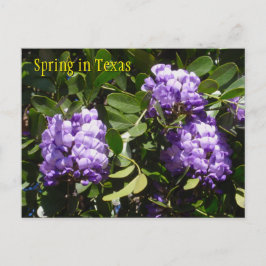 Lente in Texas Briefkaart