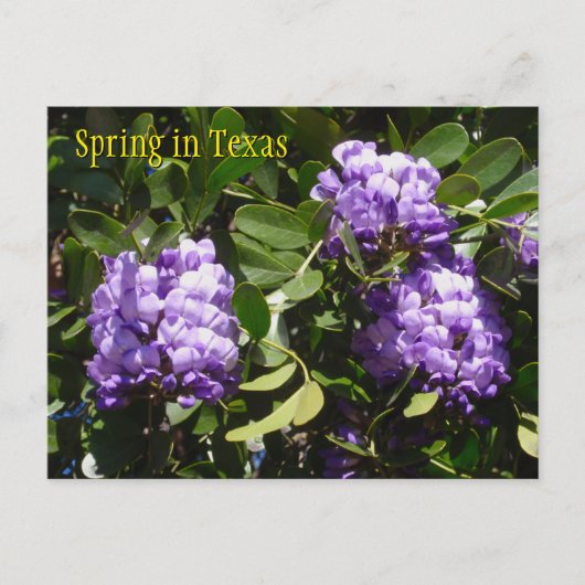 Lente in Texas Briefkaart (Voorkant)