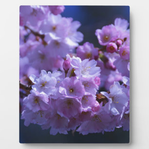 Lente is hier! fotoplaat