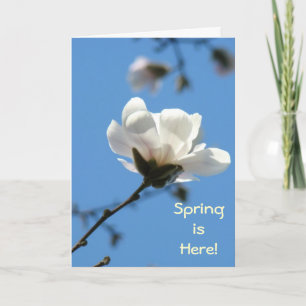 Lente is hier! Wenskaarten Witte Magnolia Boom Kaart