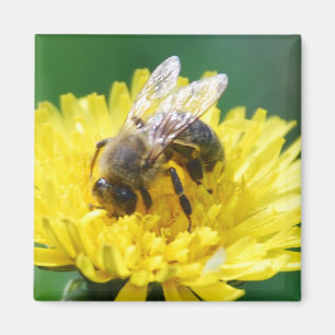 lente magneet