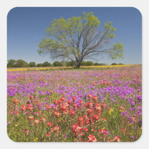 Lente mesquitebomen die groeien in wilde bloemen, vierkante sticker