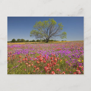 Lente mesquitebomen die in wilde bloemen groeien, briefkaart