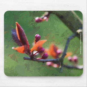 Lente Muismat