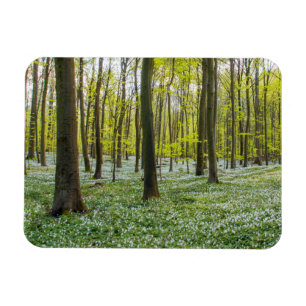 Lente naar leven magneet