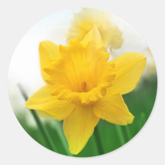 Lente narcis ronde sticker