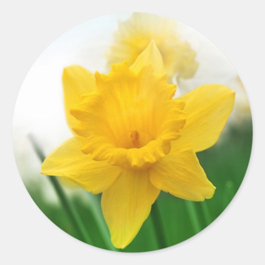 Lente narcis ronde sticker (Voorkant)