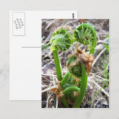 Lente op Maine Briefkaart (Voorkant / Achterkant)