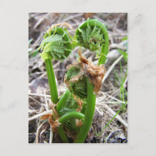 Lente op Maine Briefkaart
