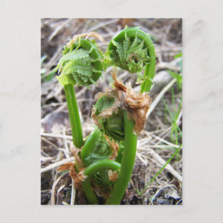 Lente op Maine Briefkaart