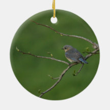 Lente/Pasen: Mannelijke Blauwvogel, Vrouw Blauwvog