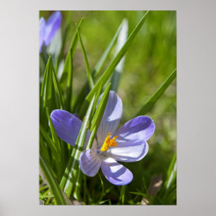 Lente Poster