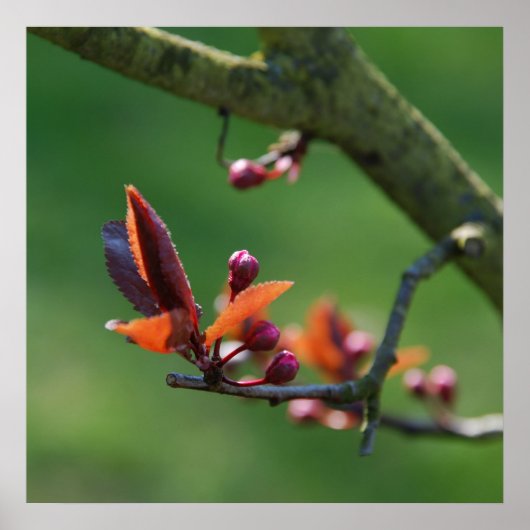 Lente Poster (Voorkant)