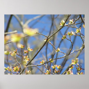 Lente - Poster / Print met appelbloesems