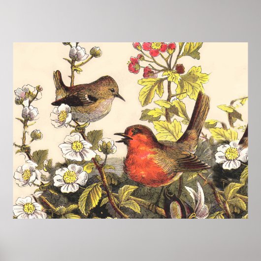 Lente Robin Vogels Rode Vogels kijken Poster (Voorkant)