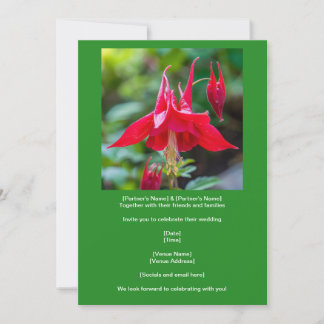Lente Rode Columbine Inheemse Bloem op Groen Kaart
