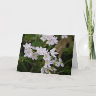 Lente schoonheden (Claytonia virginica) Kaart