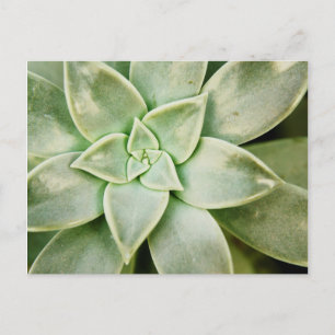 Lente Succulent Briefkaart