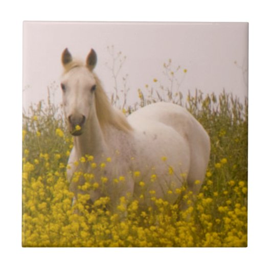 lente tegeltje (Voorkant)