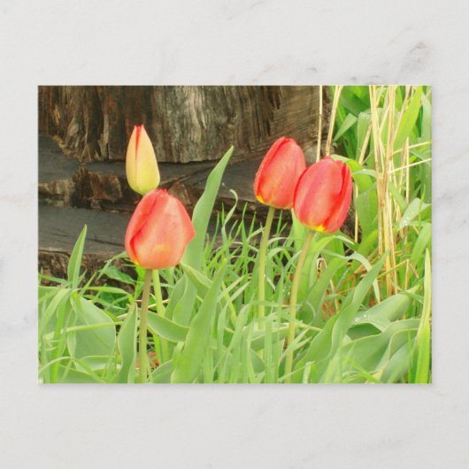 Lente Tijd 2 Briefkaart (Voorkant)