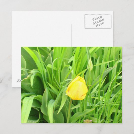 Lente Tijd 5 Briefkaart (Voorkant / Achterkant)